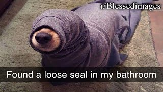 r/BlessedImages | broken seal in bathroom