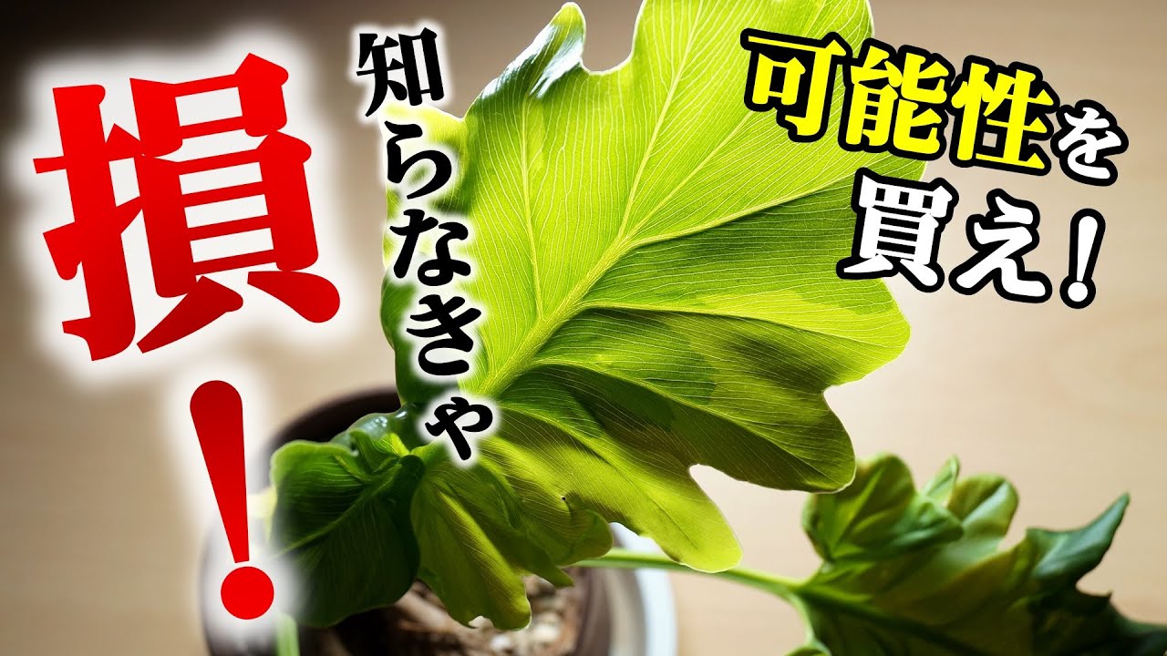 珍しい観葉植物が欲しいなら、その選び方は向いていません【セローム】