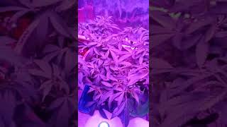 (21 and up please) closet grow update got new lights!!!!