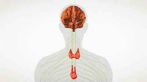 O que é sistema neuro?