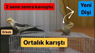 2 Sene Sonra Di̇şi̇ Sultan Papağani Aldim Abone Olmayi Unutmayin