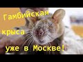 Выставка грызунов "Зоопалитра" 2020 или Гамбийская крыса уже в Москве! :)