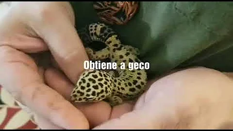 How to take care of a gecko