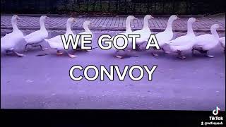 Even The Animals Doing A Convoy