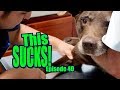 Down Side of Traveling With A Dog OVERLAND TRAVEL SAGA Ep. 40