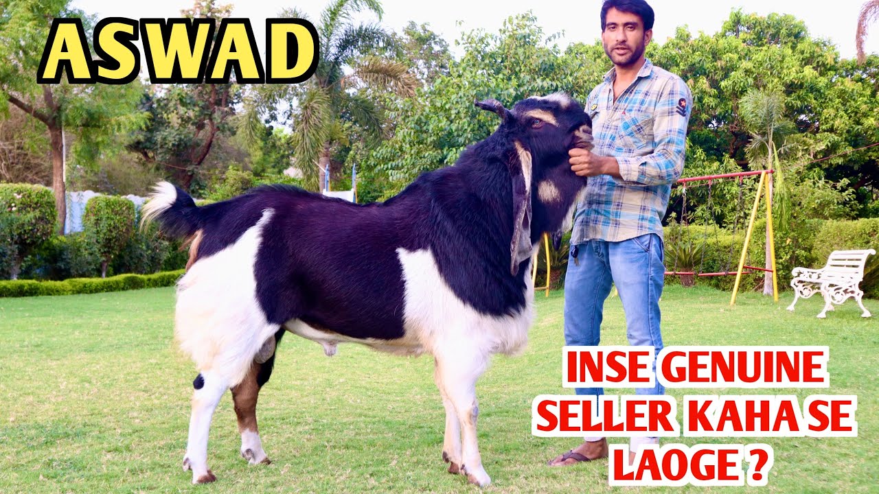 ASWAD Big Size Kota Bakra Inse Genuine Seller Kaha se Laoge ?