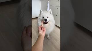 The Finger Test with Dogs feat 4  #shorts #dog