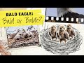 Travel journal  bald eagle bald or balde unraveling the eagles feathered tale