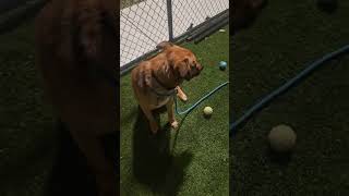 Jack O Laterrn Knows Sit