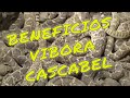 Beneficios de #ViboradeCascabel #SweetwaterTexas #LenteViajeroUSA