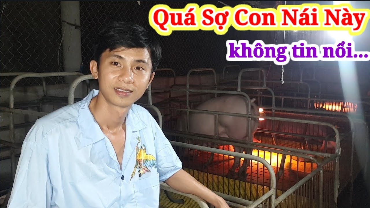 Bất ngờ con heo nái sinh sản chịu thua nó luôn