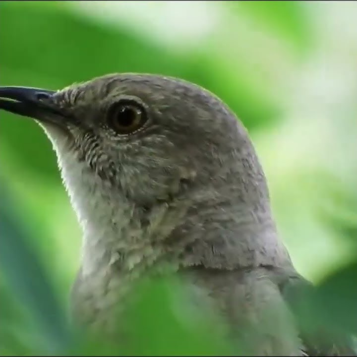 Northern Mockingbird : Salah Satu Burung Dengan Suara Terindah di Alam Liar #shorts #animals #birds