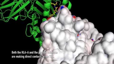 Omixon - HLA A Peptide Binding Animation