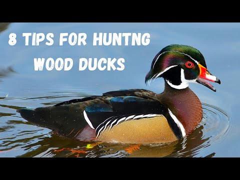 8 Tips For
