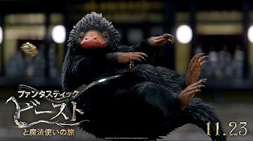 映画『ファンタスティック・ビーストと魔法使いの旅』90秒予告【HD】2016年11月23日公開