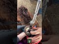 Working on this alpacas underbite