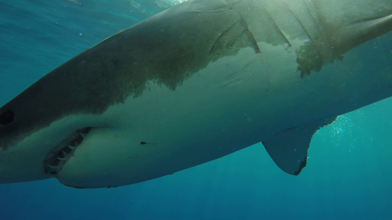 great white shark weed awesome shark coming at cage