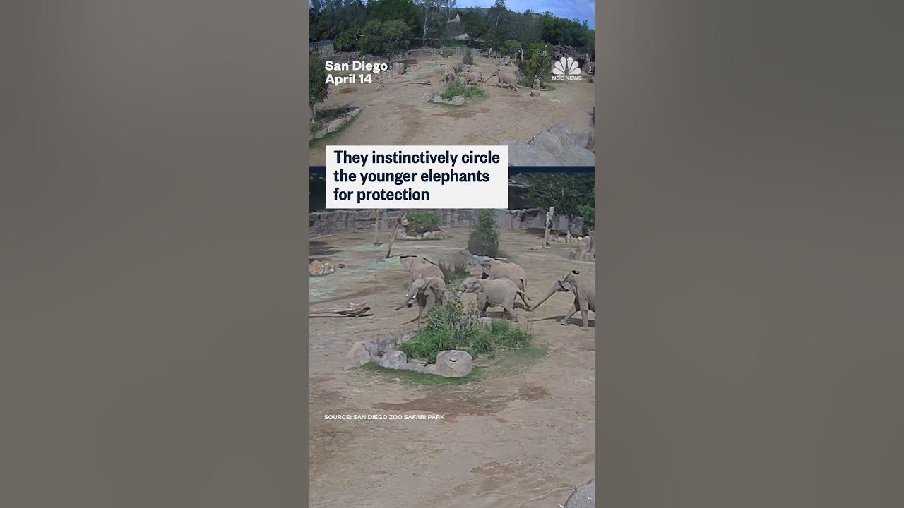 San diego elephants earthquake youtube