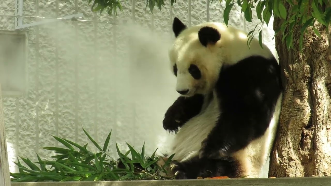 October 7, 2018 [Selection] Panda eating a carrot - YouTube