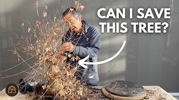 Turning a Dried Out Tree into a Bonsai