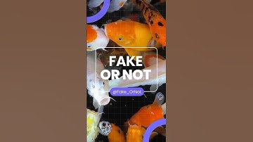 Do goldfish forget everything in 3 seconds? 🐟🧠 #FakeOrNot #Animals #Shorts