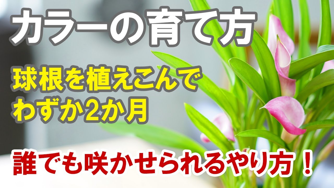 ご報告 カラーの球根が花を咲かせました 今までにやってきた事 あんまないけど Youtube