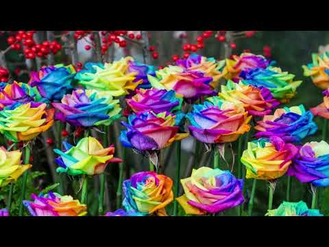 Rainbow flowers