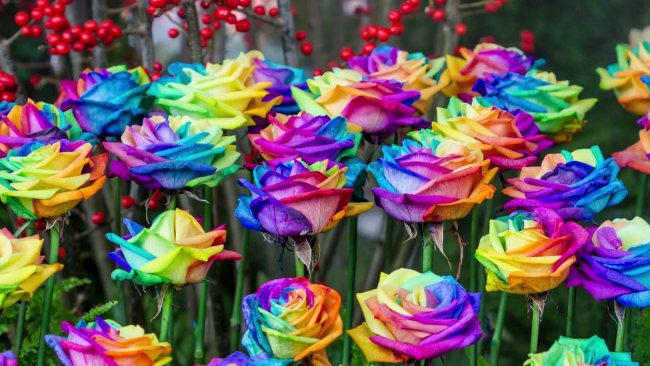 Rainbow flowers