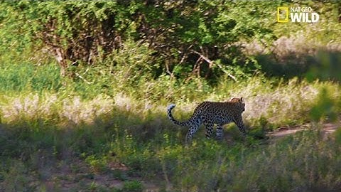 Un léopard surgit de nulle part !