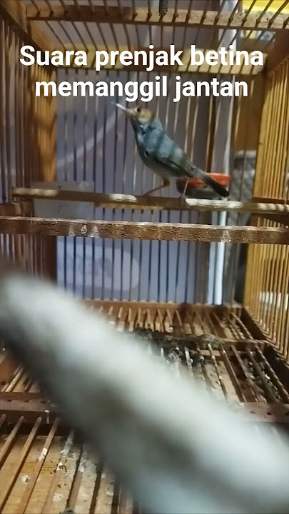 suara prenjak betina gacor memanggil jantan cocok untuk pancingan prenjak bahan