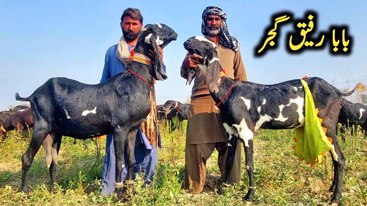 Black Amritsari Beetal goats Of Baba Rafiq Gujjar-Pure Amritsari Beetal ...