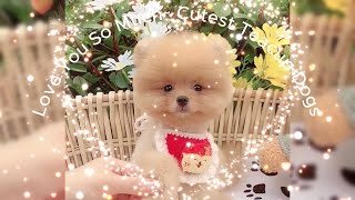 🥰🐕🥰Love You So Much~ Cutest Teacup Dogs🤗🤗 by Qiu Share - cute & funny animals 890 views 4 months ago 3 minutes, 54 seconds