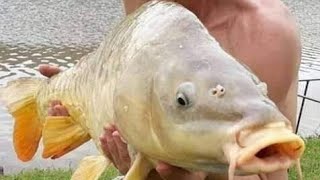 Magic Baits,  Monster Carp, great Muti for big Carp.