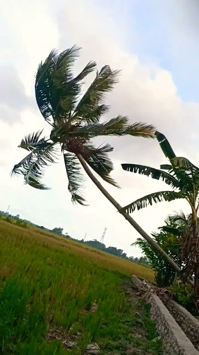 Detik Detik Pohon Kelapa Tumbang