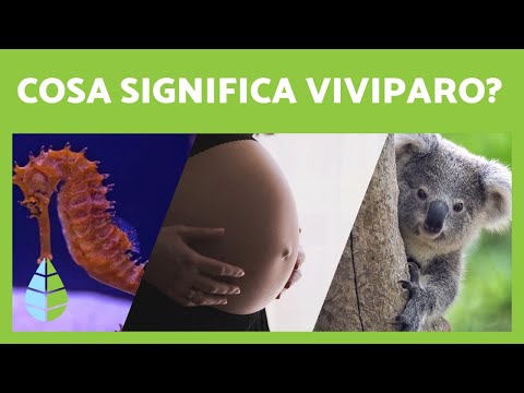 Video: Differenza Tra Placentare E Marsupiale