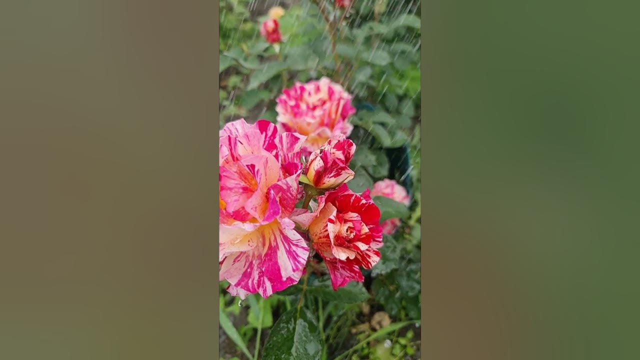 Роза Хули Иглесиас Florali.ru Shorts - YouTube