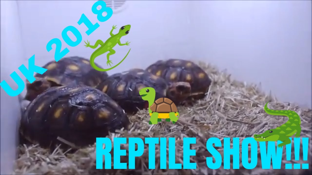 June 2018 IHS Reptile show!!! Uk reptile show - YouTube