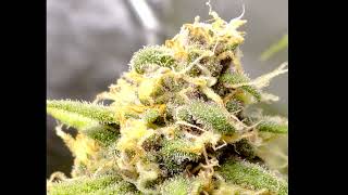 Blue Cookies x 2