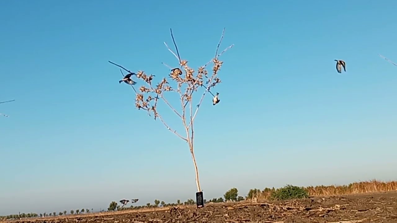 صيد الحسون في المغرب بللصق لي عشاق #صيد