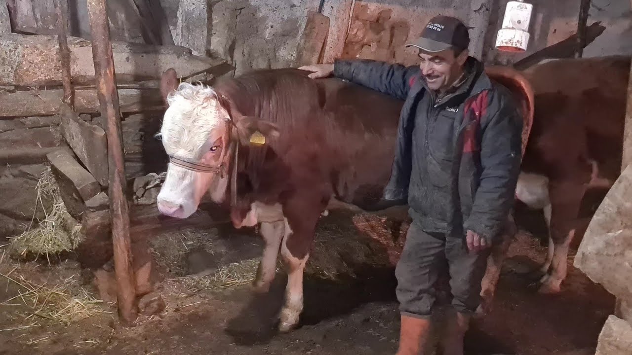 Çiftlikten 3 düve satıldı #çiftçi #hayvanpazarı #köyhayatı