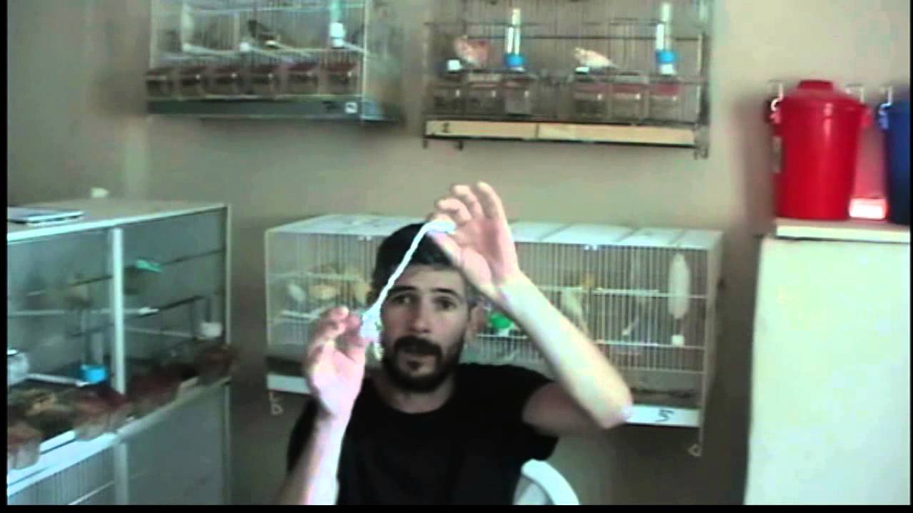 la cria de canarios como evitar el picoteo entre canarios - YouTube