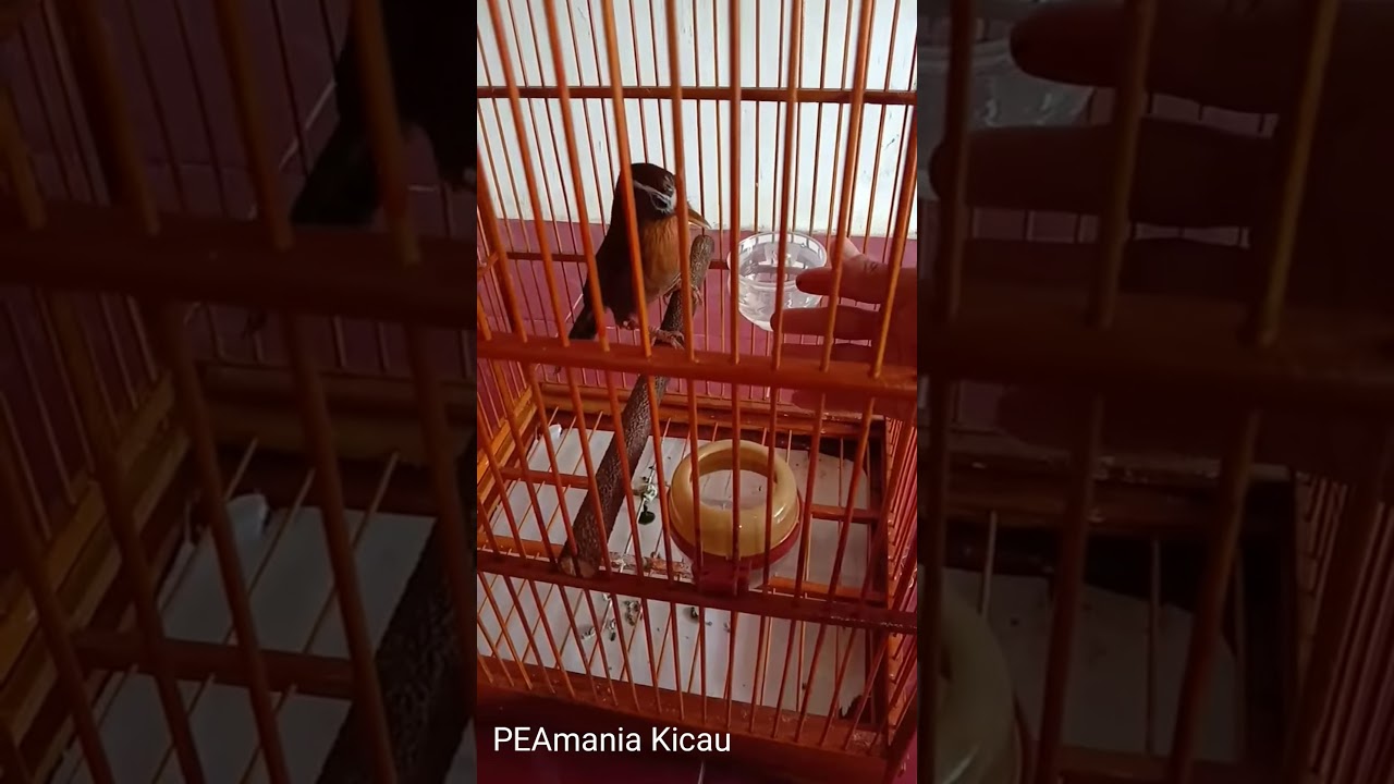 suara mungil burung wambi mini 