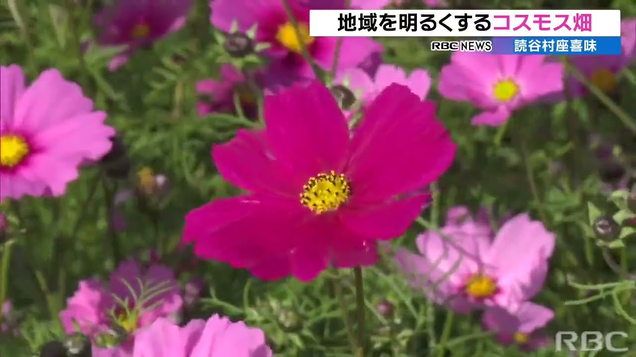 読谷村座喜味でコスモス畑が満開 - YouTube