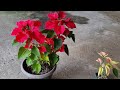 Cuidados de la Flor de pascua en maceta, Planta de Navidad