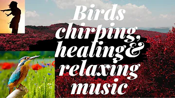 Birds chirping, healing& relaxing music, Yoga for peace, Calming Music, music for calm, mindfulness