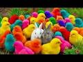 Tangkap Ayam Lucu, ayam warna warni, ayam rainbow, kelinci lucu, bebek lucu, ikan koi, Hewan Lucu