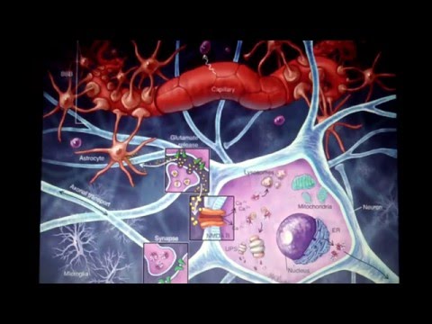 Gliazellen und ihre Funktionen im Nervensystem