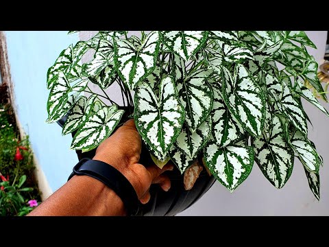 Vídeo: Cultivando plantas contra uma parede - Quais são as melhores plantas para paredes