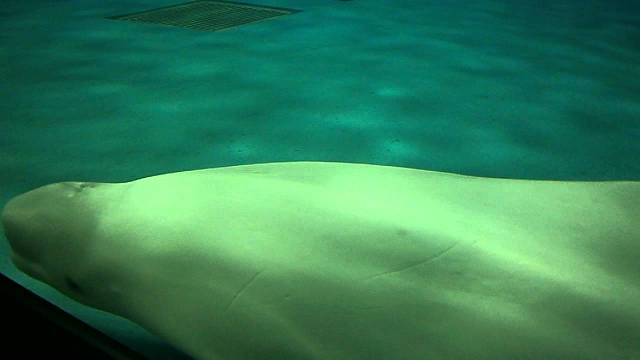 デジタルミュージアム｜島根県立しまね海洋館アクアス