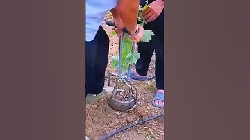 Innovative Traditional Farming Tool to Easily Move Grape Vines #satisfying #shorts